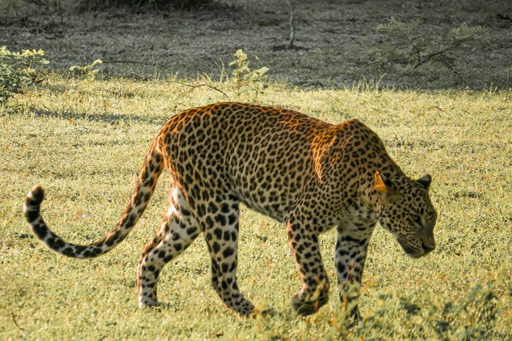 Yala National Park Entrance Ticket - Photo 1 of 8